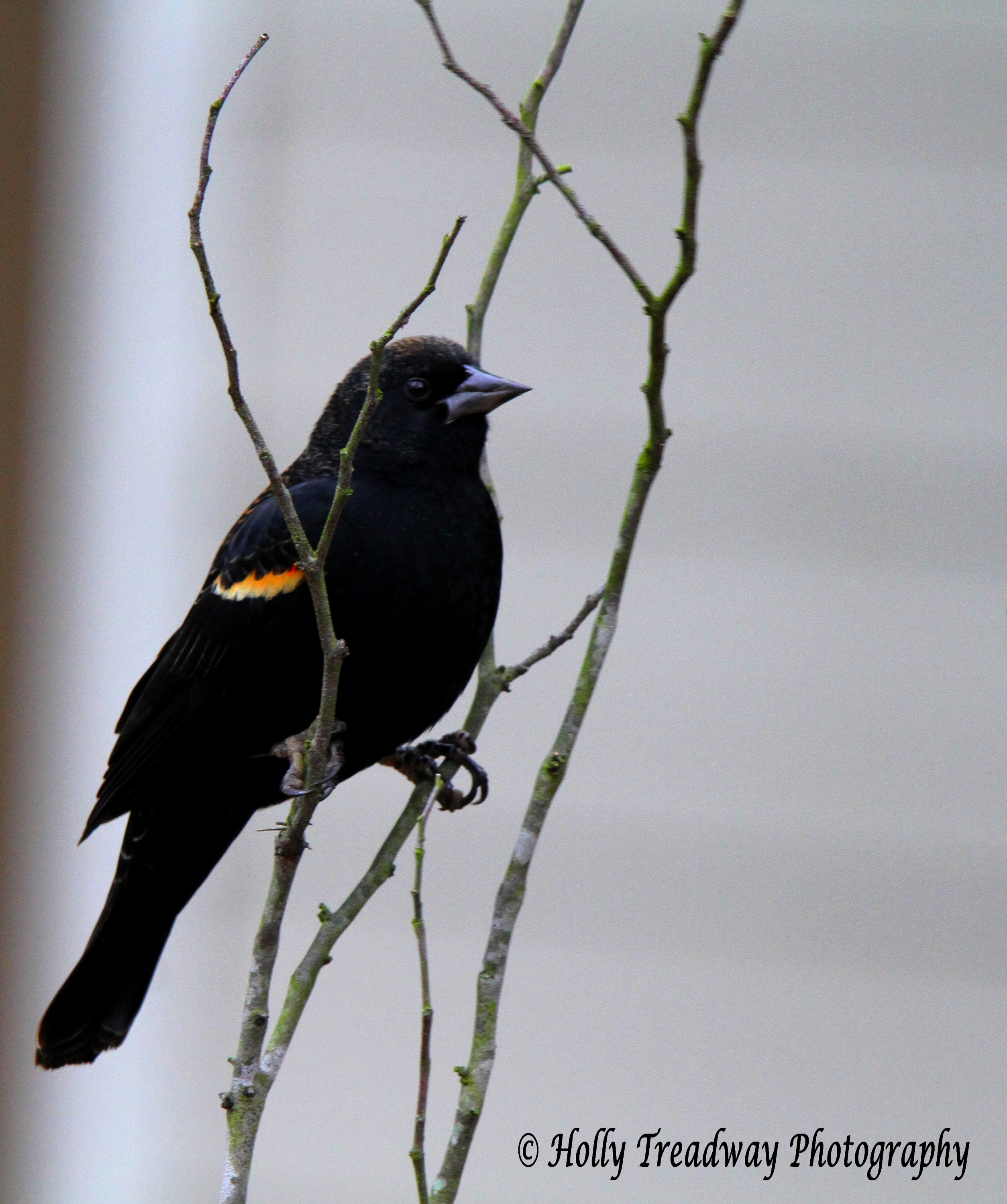 IMGB5144©Red-winged Blackbird Male, winter2016 bug