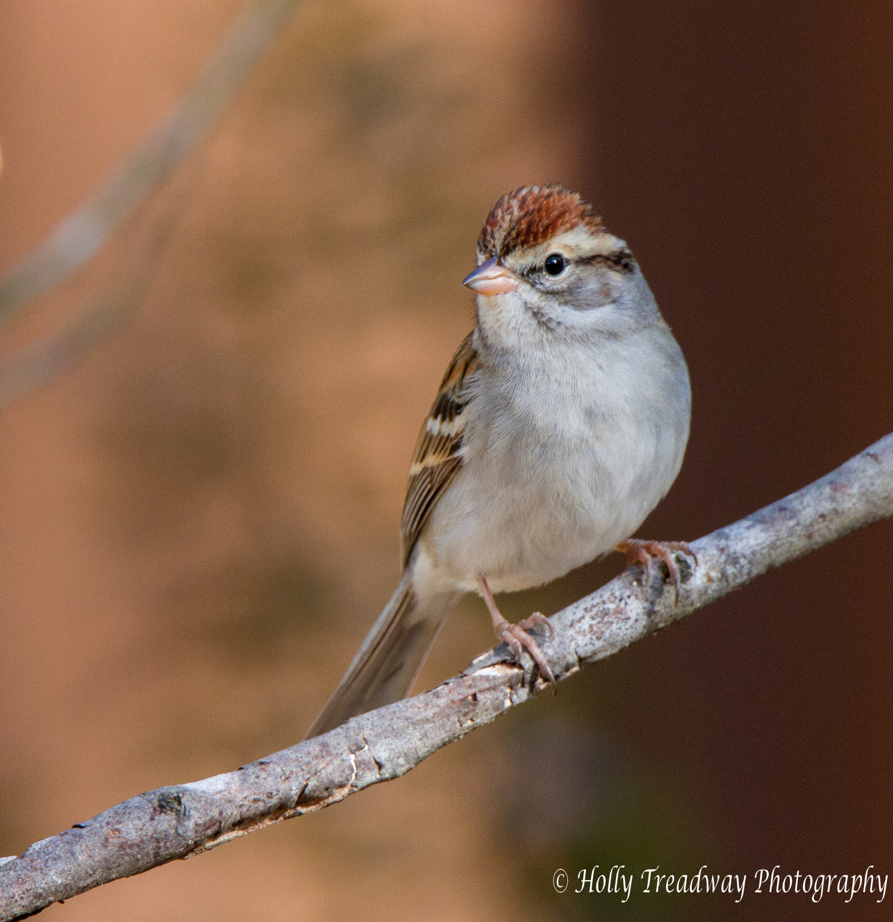IMGB5425© White-throated  Sparrow bug