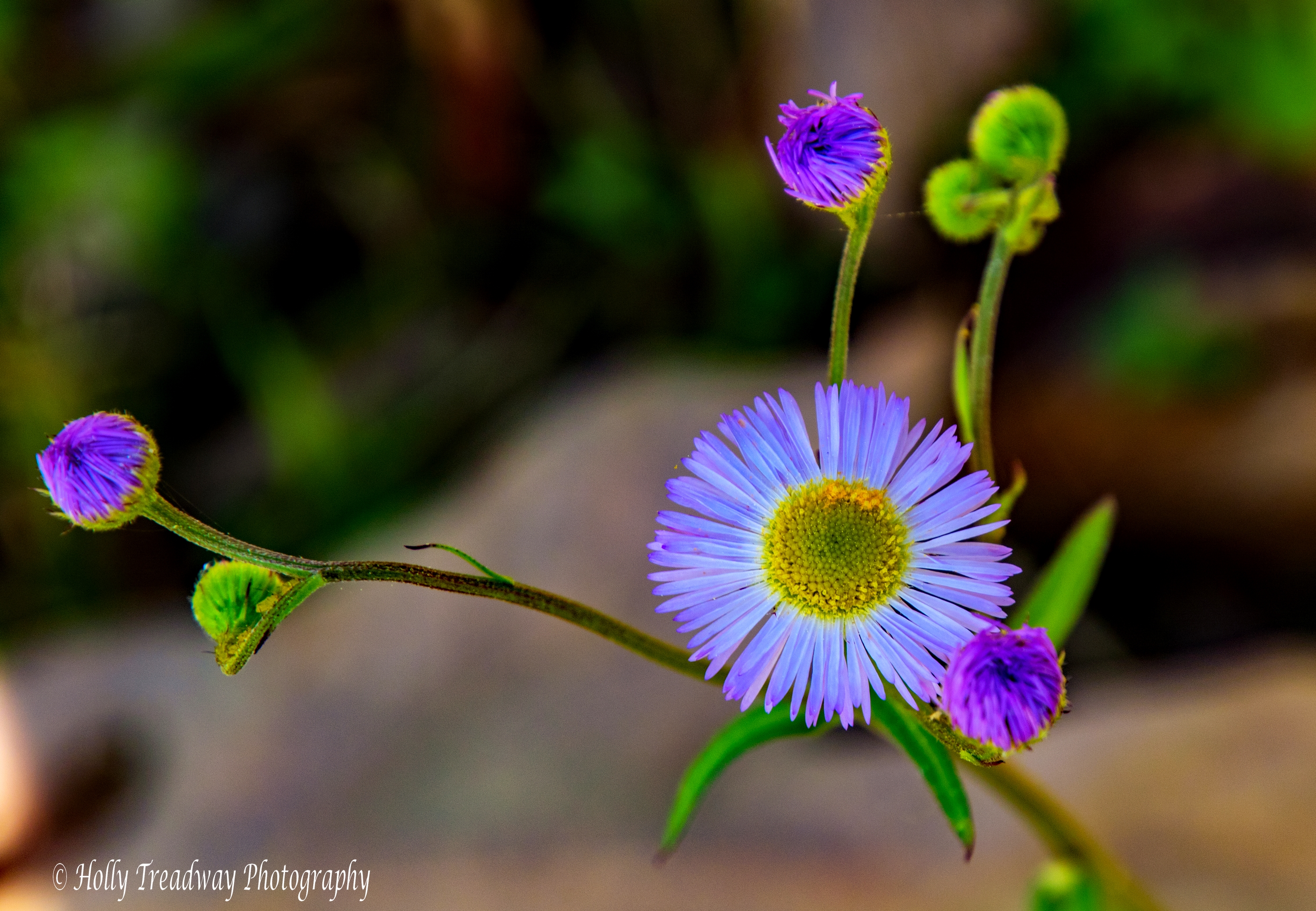 _D8A8653©Little purple wildflower bug