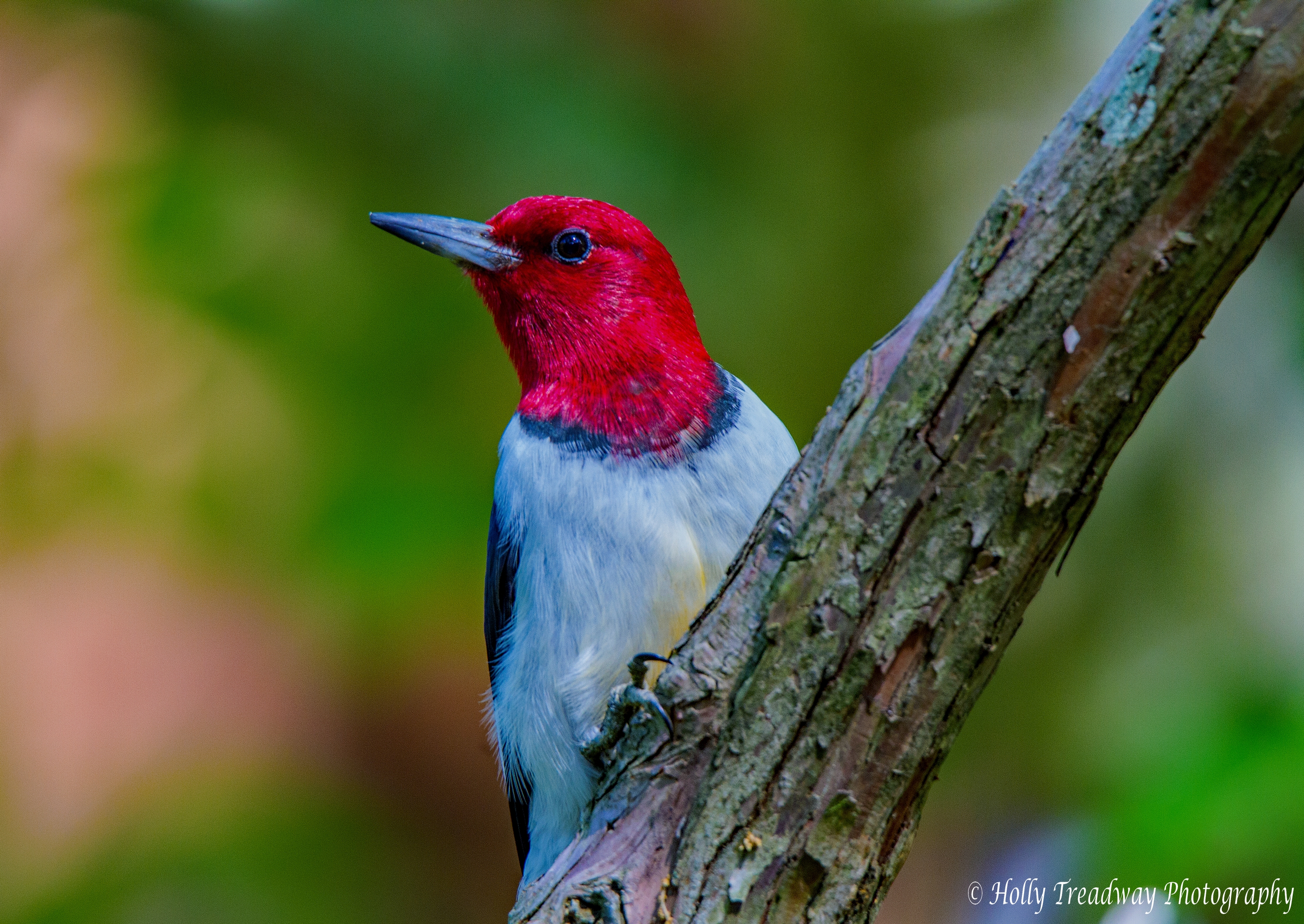 IMGB6788©Red-headed Woodpecker profile bug