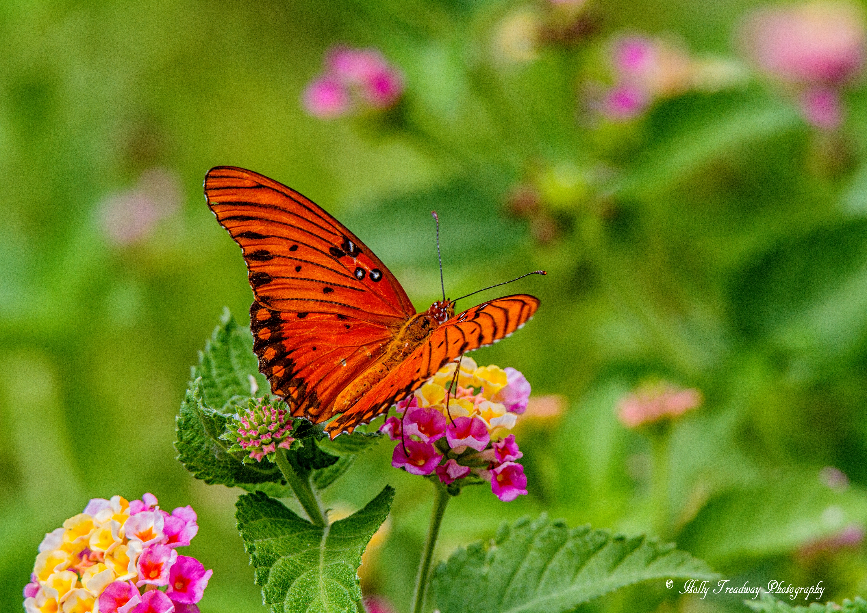 IMGB8676© Oorange Butterfly bug